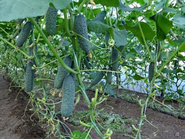 The best varieties of cucumbers for greenhouses