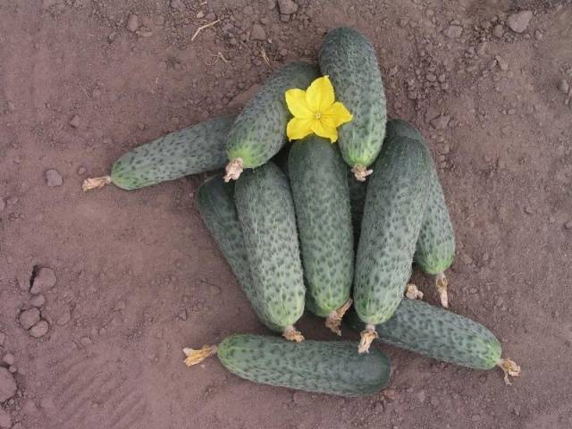 The best varieties of cucumbers for greenhouses