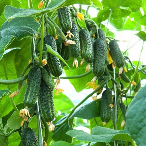 The best varieties of cucumbers for greenhouses