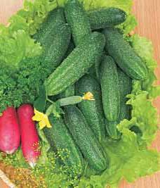 The best varieties of cucumbers for greenhouses