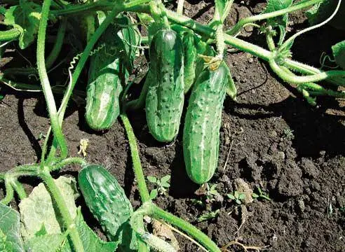 The best varieties of cucumbers for greenhouses