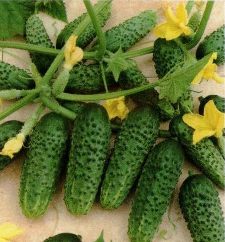 The best varieties of cucumbers for greenhouses