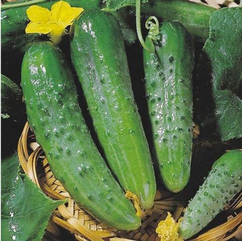 The best varieties of cucumbers for greenhouses