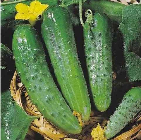 The best varieties of cucumbers for greenhouses