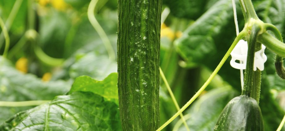 The best varieties of cucumbers for greenhouses