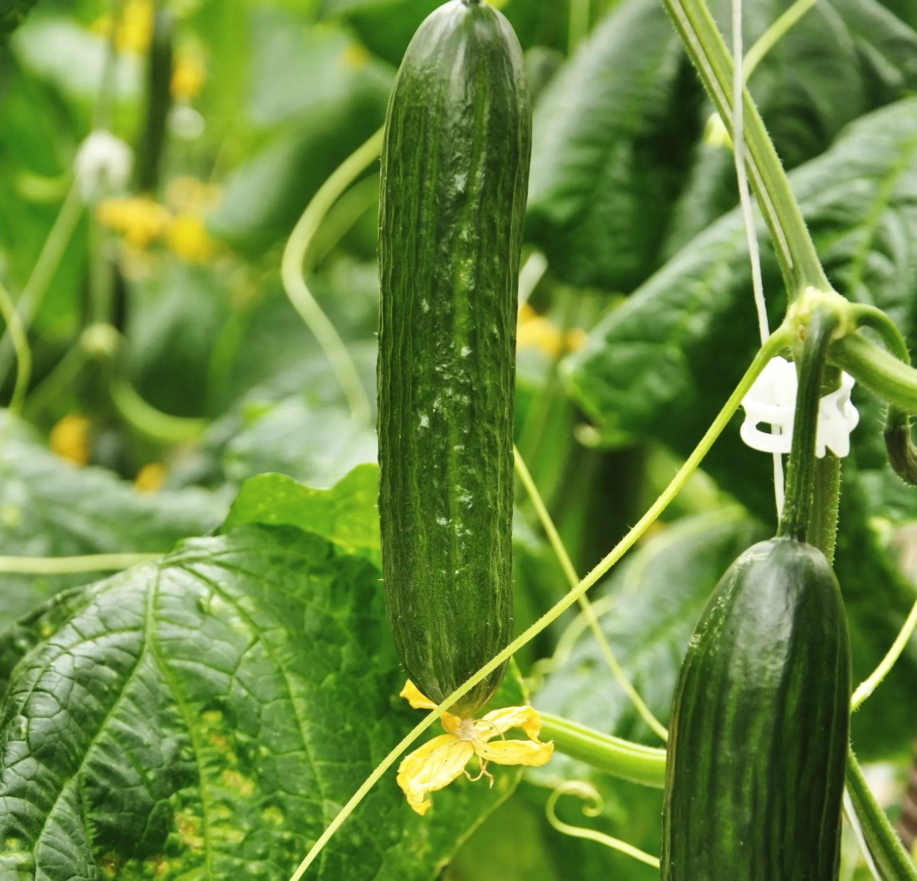 The best varieties of cucumbers for greenhouses