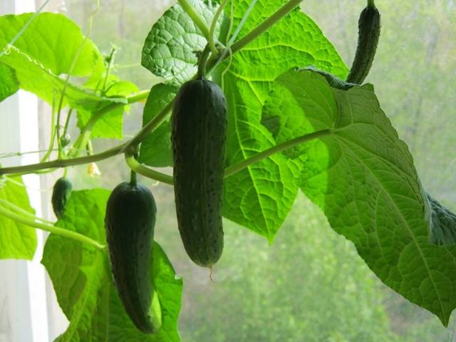 The best varieties of cucumbers for growing on a windowsill