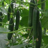 The best varieties of cucumbers for growing on a windowsill