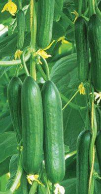 The best varieties of cucumbers for growing on a windowsill