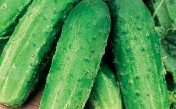 The best varieties of cucumbers for growing on a windowsill