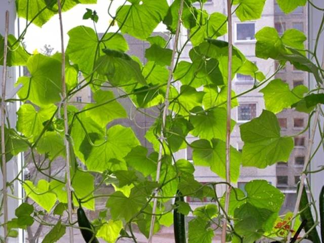 The best varieties of cucumbers for growing on a windowsill