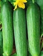 The best varieties of cucumbers for growing on a windowsill