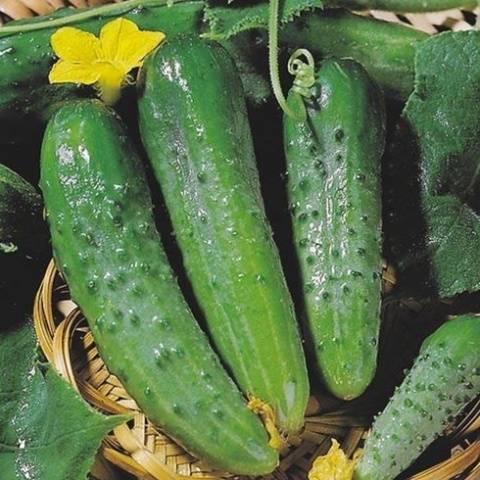 The best varieties of cucumbers for growing on a windowsill