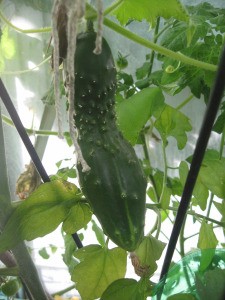 The best varieties of cucumbers for growing on a windowsill