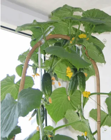 The best varieties of cucumbers for the balcony