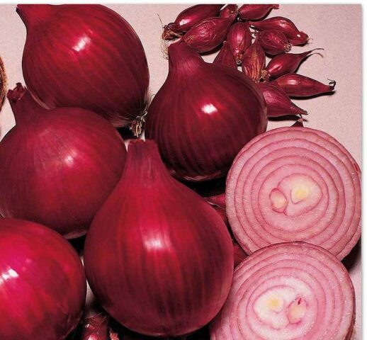 The best varieties of Dutch onion selection