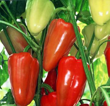 The best varieties of Dutch pepper