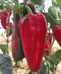 The best varieties of Dutch pepper