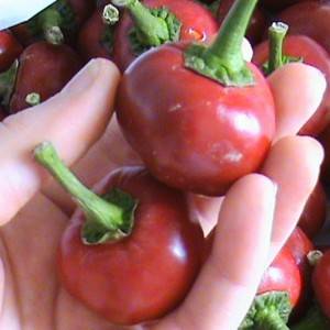 The best varieties of Dutch pepper