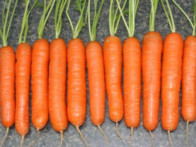 The best varieties of early carrots