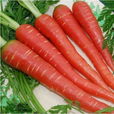 The best varieties of early carrots