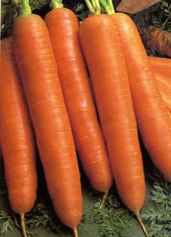 The best varieties of early carrots