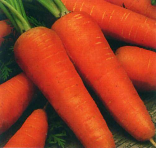 The best varieties of early carrots