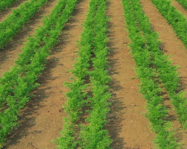 The best varieties of early carrots