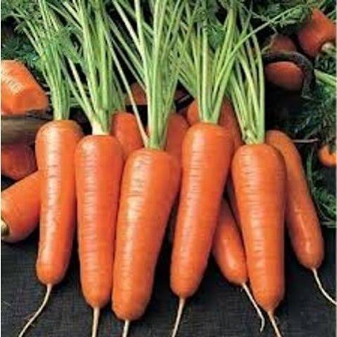 The best varieties of early carrots