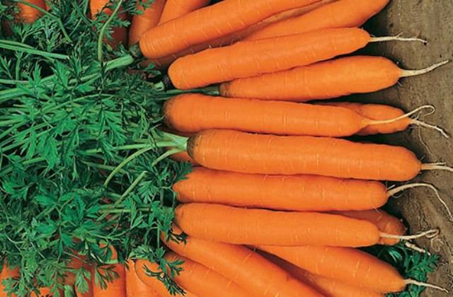 The best varieties of early carrots