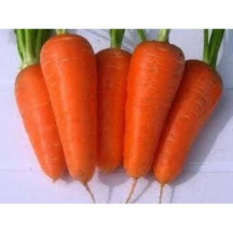 The best varieties of early carrots