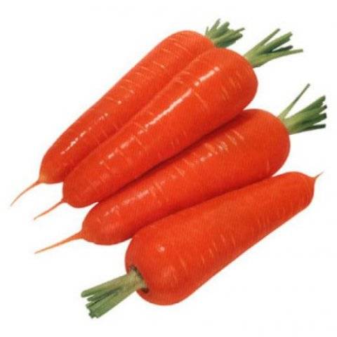 The best varieties of early carrots