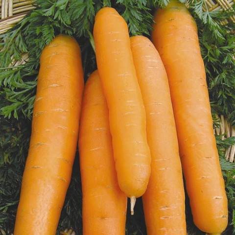 The best varieties of early carrots