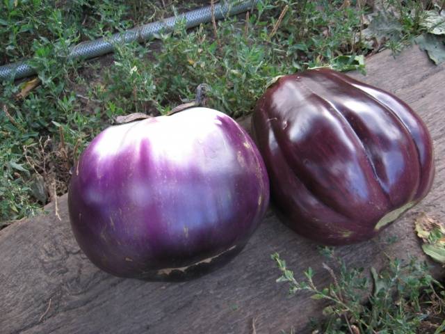 The best varieties of eggplant