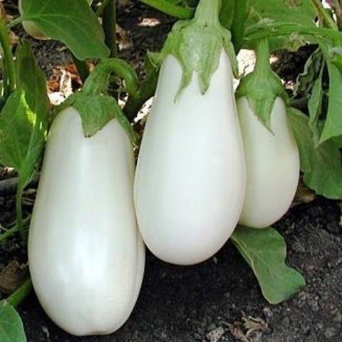 The best varieties of eggplant