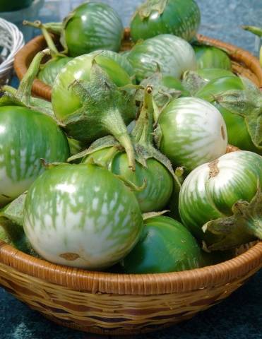 The best varieties of eggplant