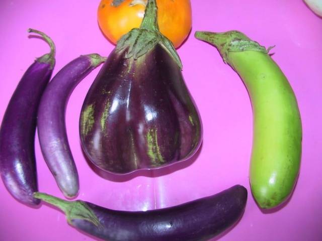 The best varieties of eggplant