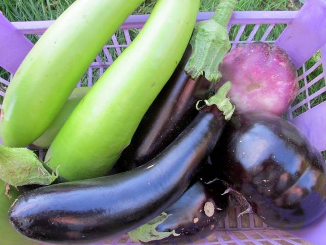 The best varieties of eggplant