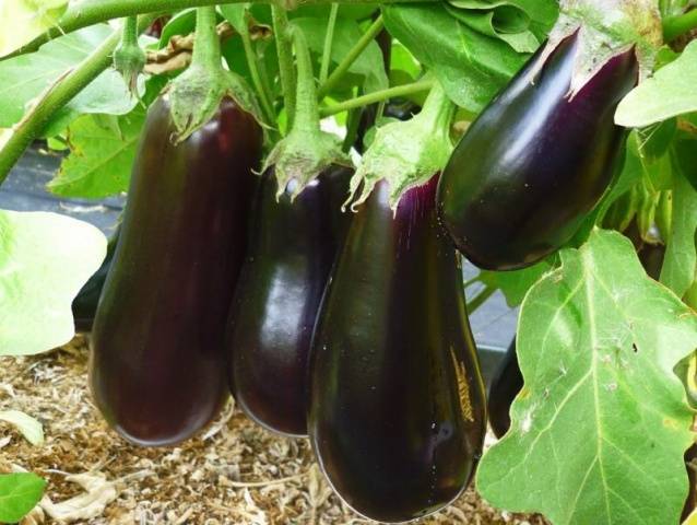 The best varieties of eggplant