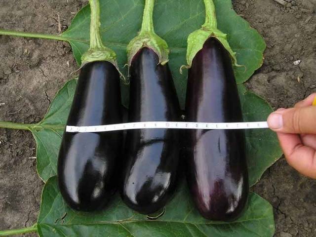 The best varieties of eggplant