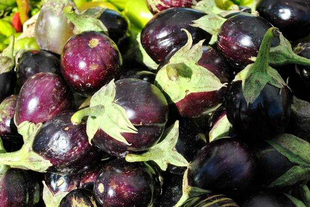 The best varieties of eggplant