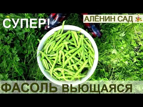 The best varieties of green beans