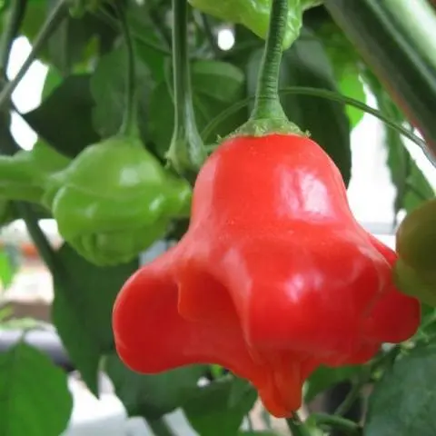 The best varieties of hot red pepper: benefits, cultivation