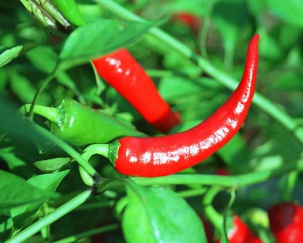 The best varieties of hot red pepper: benefits, cultivation