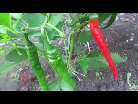 The best varieties of hot red pepper: benefits, cultivation