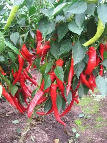 The best varieties of hot red pepper: benefits, cultivation