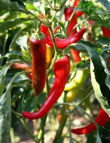 The best varieties of hot red pepper: benefits, cultivation