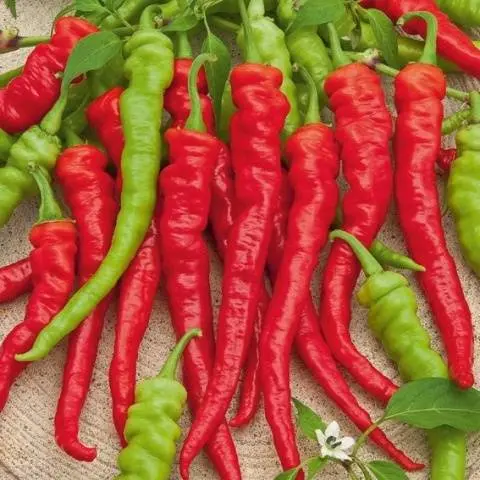 The best varieties of hot red pepper: benefits, cultivation