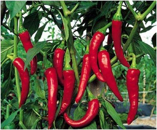 The best varieties of hot red pepper: benefits, cultivation