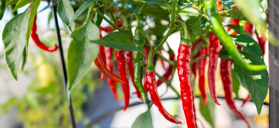 The best varieties of hot red pepper: benefits, cultivation